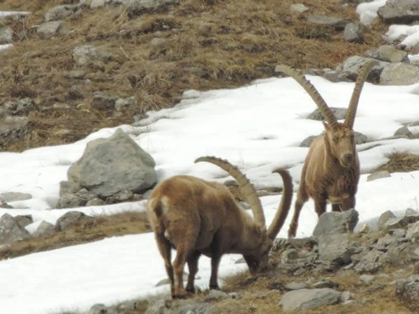incontri ravvicinati con la fauna a livigno