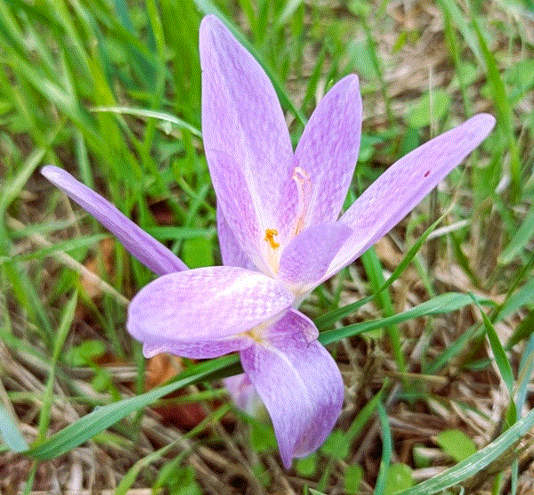 la bellezza ingannevole e il pericolo nascosto del falso zafferano