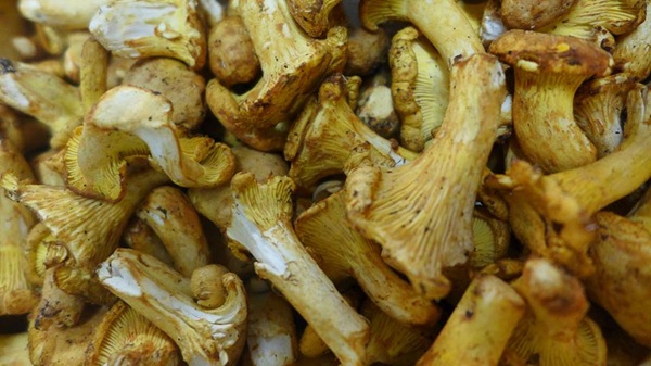 la prima causa di morte dei fungiatt