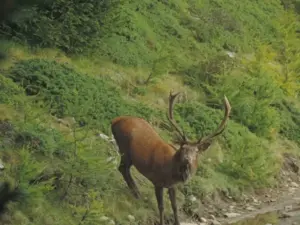 la provincia di sondrio vende cervo all'asta