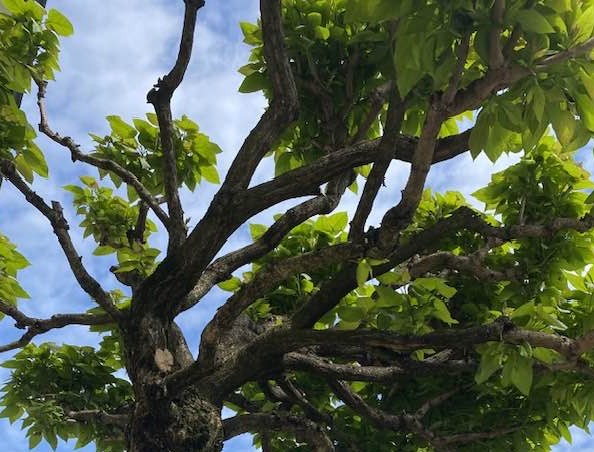 la regina delle piante per combattere le zanzare