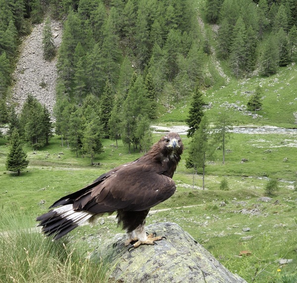 l’aquila reale matteo torna a volare libera nei cieli della val fontana
