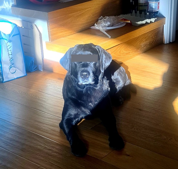 lasciare il cane da solo in casa quando diventa reato