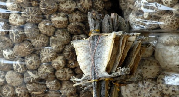 l'autunno dei pipistrelli