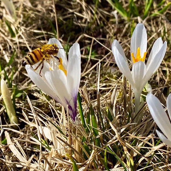 le api custodi della biodiversità e protettrici del territorio