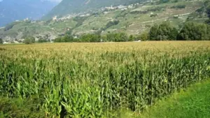 le biomasse alternative al pellet