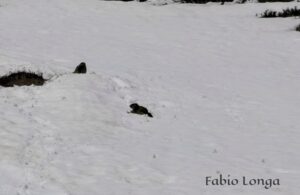 le marmotte sono tornate a farsi vedere a livigno
