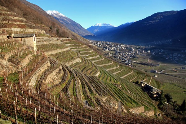 le origini della viticoltura in valtellina