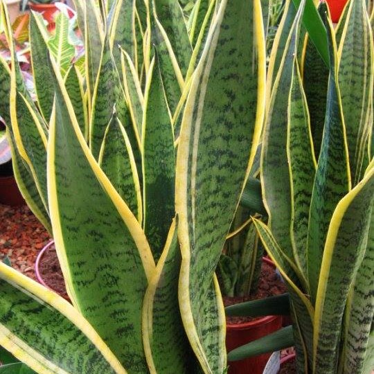 le piante che mangiano la polvere