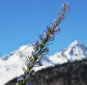 le piante da tenere in camera da letto per un sonno migliore