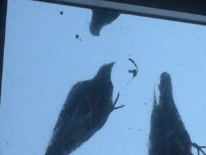 le piante odiate dai piccioni da mettere sul balcone