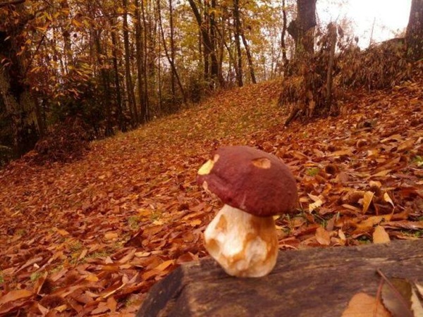 Le regole per la raccolta funghi in Alta Valtellina