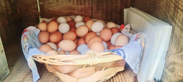 le uova vanno conservate in frigo oppure no