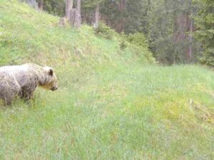 l’orso riappare in bassa engadina|orso engadina
