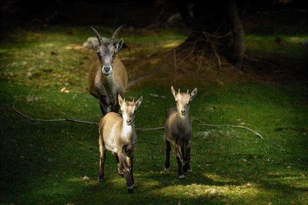 L'Osservatorio Eco Faunistico Alpino dell'Aprica