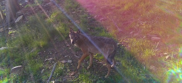 lupo nel parco dello stelvio