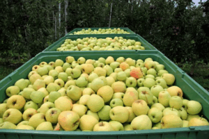 mangiare una mela al giorno