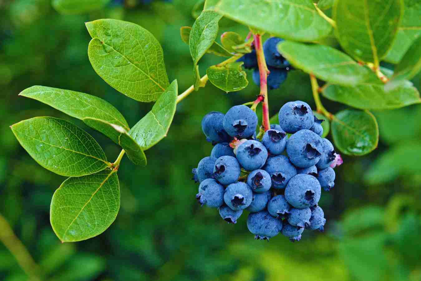 mirtilli pericolo|mirtilli pericolo di bacche velenose|