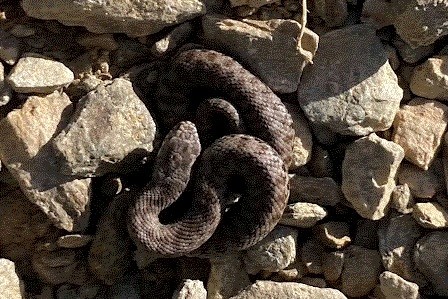 montagna e vipere luoghi più a rischio in valtellina