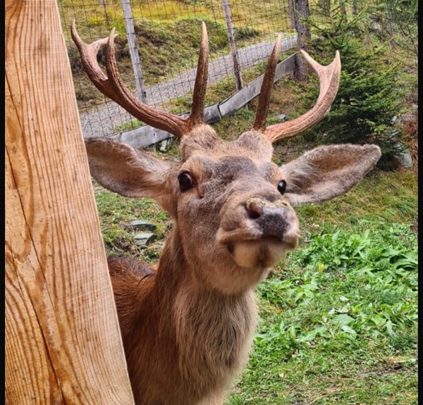 morto il cervo bambi della valmalenco