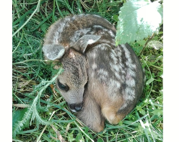 nascono i cuccioli di capriolo perché non vanno toccati