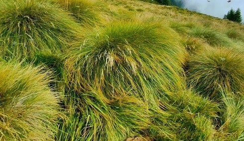 non buttare l’erba tagliata 10 usi che fanno risparmiare