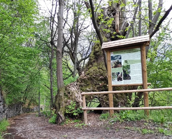 il castagno di grosio