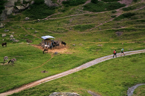 la camminata giapponese che favorisce dimagrimento e longevità