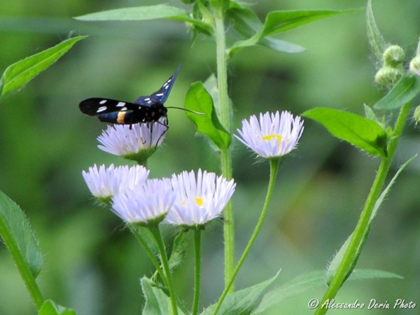 perché il mondo dipende dall'impollinazione