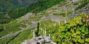 plozza vini tirano|plozza vini tirano|plozza vini tirano|plozza vini tirano|plozza vini tirano|plozza vini tirano|plozza vini tirano|plozza vini tirano