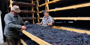 plozza vini tirano|plozza vini tirano|plozza vini tirano|plozza vini tirano|plozza vini tirano|plozza vini tirano|plozza vini tirano|plozza vini tirano