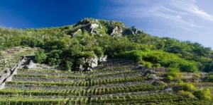 plozza vini tirano|plozza vini tirano|plozza vini tirano|plozza vini tirano|plozza vini tirano|plozza vini tirano|plozza vini tirano|plozza vini tirano