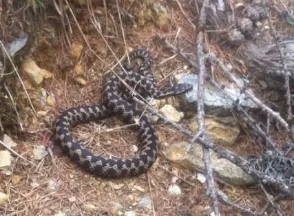 prepararsi al freddo come i rettili affrontano l'inverno in montagna
