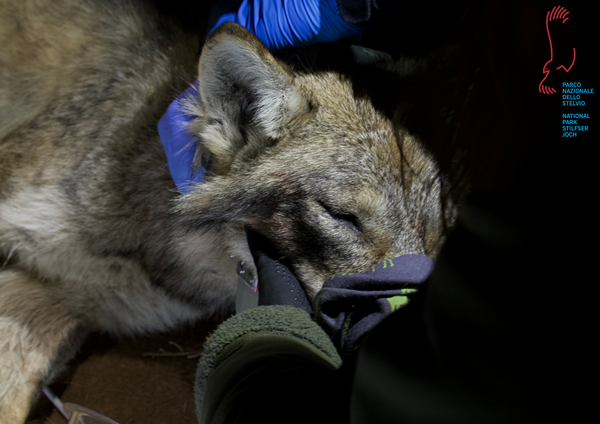 prima lupa catturata dai ricercatori nel parco nazionale dello stelvio