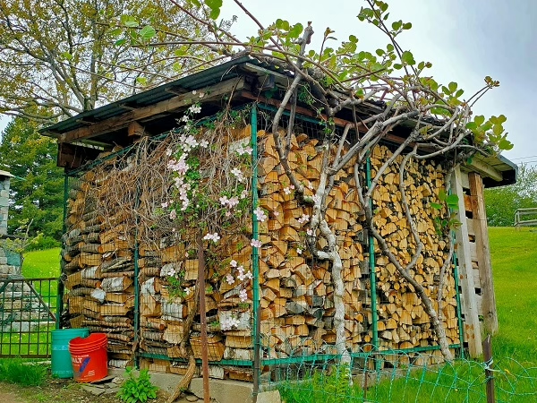 qual è la legna migliore da ardere