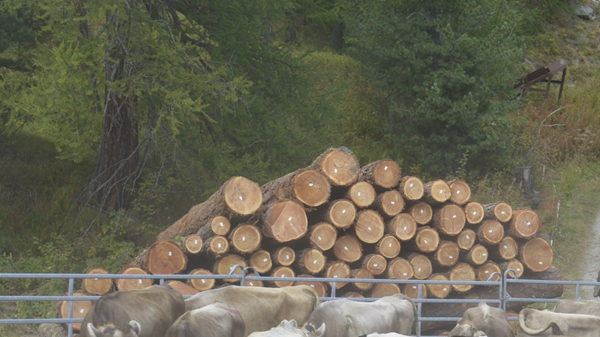 quale legna conviene per il camino