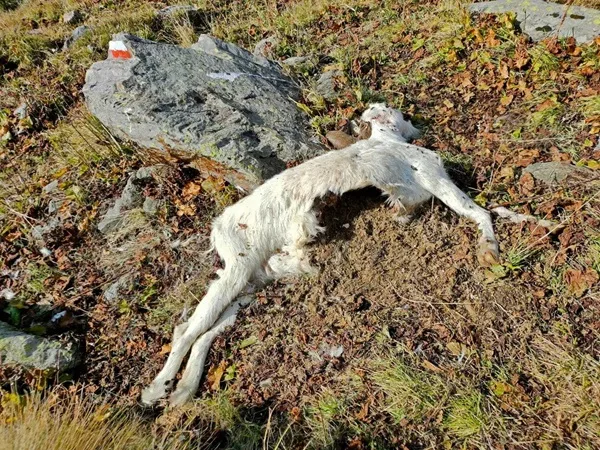 quali sono le prede preferite del lupo