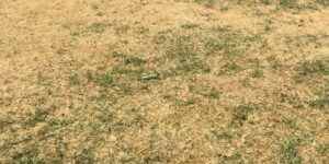 quando e come arieggiare il prato