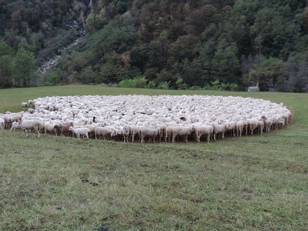 quando la montagna scende a valle vivi la transumanza in valtellina
