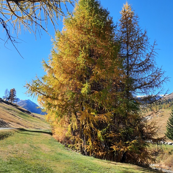 odori e silenzi alpini