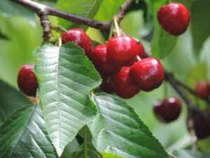 raccogliere fiori o frutta dagli alberi è un reato
