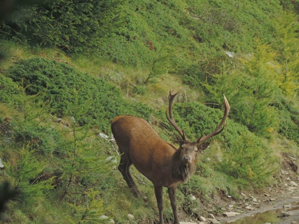 sentiero cervi valmalenco