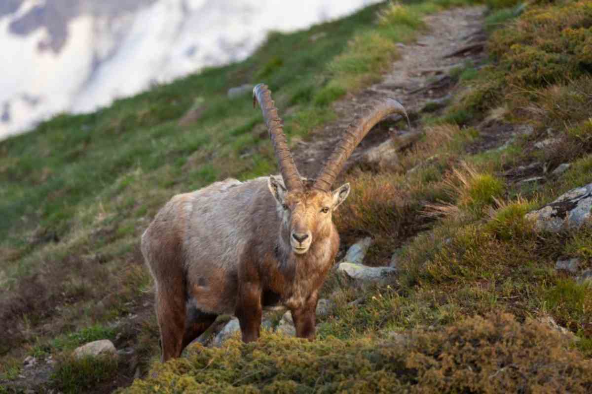 Osservare gli stambecchi|Trekking