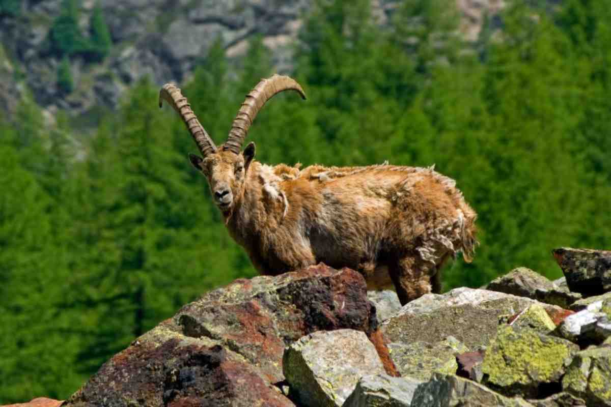 Osservare gli stambecchi|Trekking