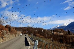 strada provinciale 21 valtellina