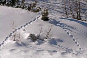 tracce animali come riconoscere le impronte sulla neve e nel fango