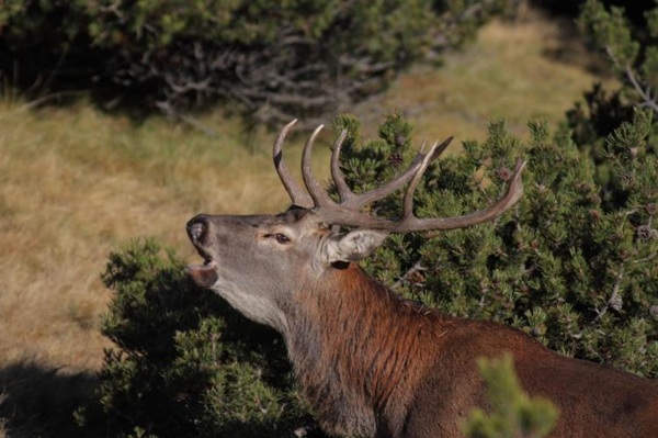 un concerto nella natura alla ricerca del bramito dei cervi