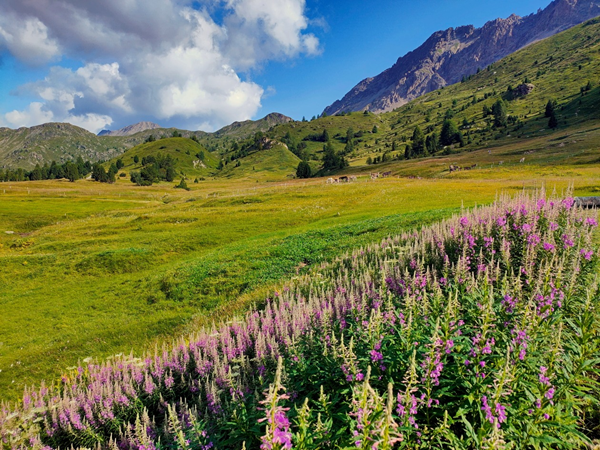 utilizzi della lavanda