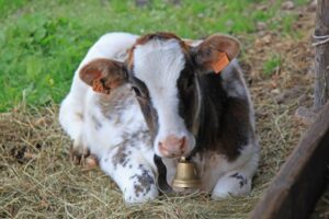 vietato il pascolo incontrollato a sondalo