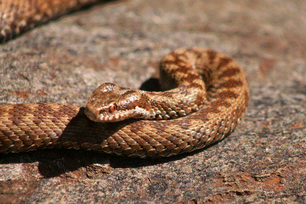vipera in montagna